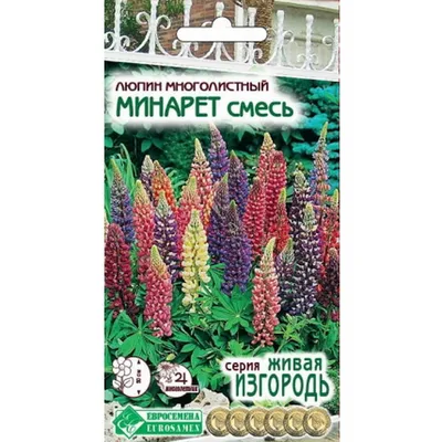 Люпин многолистный Шателейн (Lupinus polyphyllus The Chatelaine) — Питомник  Летний сад