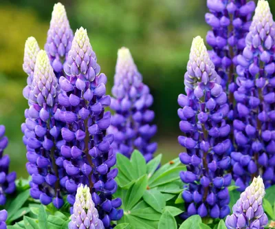 Люпин многолистный (Lupinus polyphyllus) — описание, выращивание, фото | на  LePlants.ru