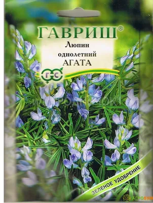 Знакомтесь - люпин. Сидерат, модная еда, а ещё он красивый | Диван до  свидания | Дзен