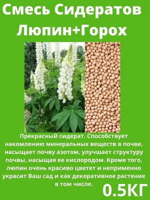 Знакомтесь - люпин. Сидерат, модная еда, а ещё он красивый | Диван до  свидания | Дзен