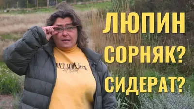 Цветок Люпин Многолистный