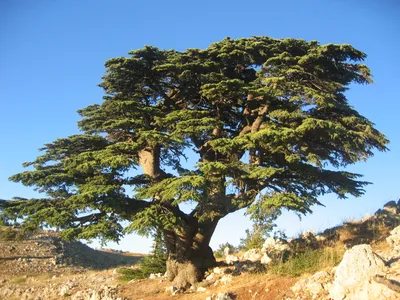 Кедр ливанский — Википедия