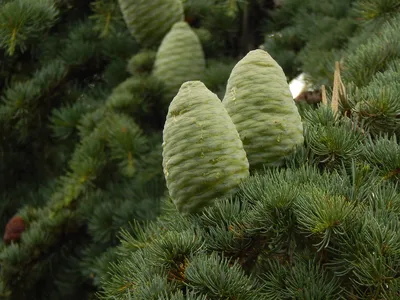 Cedrus libani 'Atlantica', Кедр ливанский 'Атлантика'|landshaft.info