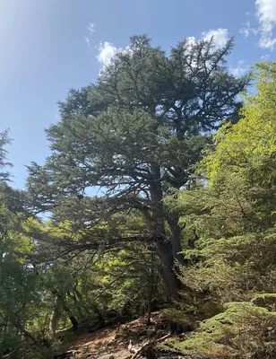 Гид в Ливане. Тур в Ливан - Ливанский кедр (Cedrus libani) это вид кедра,  который растёт в горах Средиземноморья. Существует два различных типа ливанского  кедра, которые относятся к различным подвидам. Ливанский кедр -