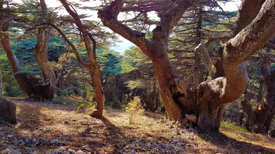 Кедр ливанский – Одеський ботанічний сад