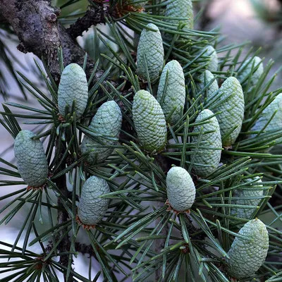 КЕДР ЛИВАНСКИЙ (CEDRUS LIBANI) — НКО \"NORD-NUC\"