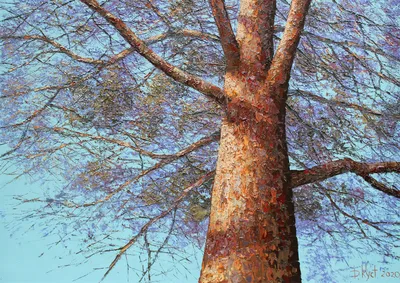Ливанский кедр Предпосылка коры дерева кедра Стоковое Фото - изображение  насчитывающей завод, кожа: 126633134