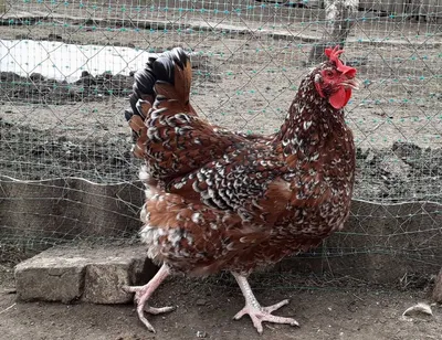 Инкубационное яйцо ливенская ситцевая куры от 3,5кг,цыплята: 35 грн. -  Сельхоз животные Краматорск на Olx