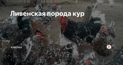 Ливенская порода кур | Породы и кроссы кур форум на Fermer.ru / Стр. 20 из  37