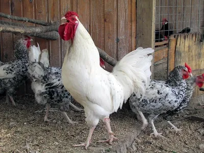 Полтавская ситцевая популяция кур, Poltava calico population of chickens - породы  кур - Форум