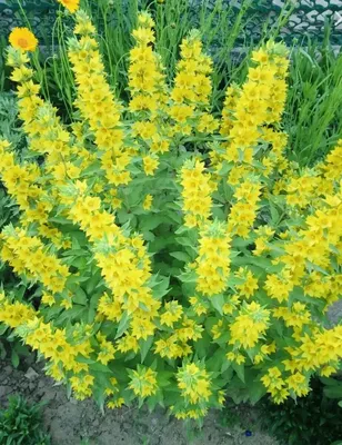 Lysimachia Aurea – Жълта Лизимахия | AQUARIST