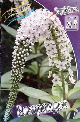 Lysimachia nummularia - Лизимахия