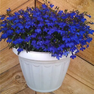 https://nikitovka.com/ru/lobelia/1018-garden-lobelia-missis-klibran-4823094024921.html