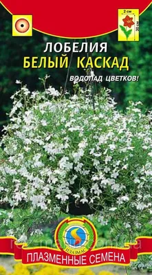 Лобелия: виды и сорта | Цветок в доме