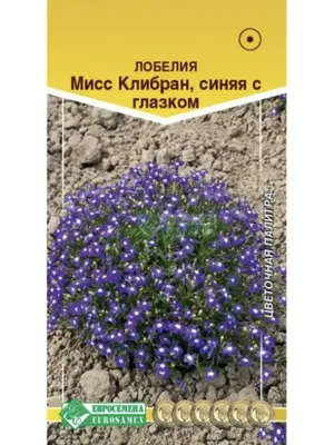 Лобелия «Миссис Клибран» синяя с глазком Стильные цветы 155680522 купить за  120 ₽ в интернет-магазине Wildberries