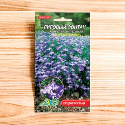 Set seed Lobelia Miss клибран 0.03g-2 pack, seeds annual flowers for Garden  Garden home - AliExpress