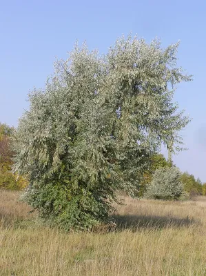 Растения Крыма::Лох