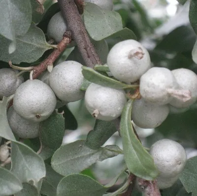 Лох узколистный (маслина) купить по цене 800,00 руб. в Москве в садовом  центре Южный