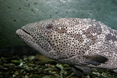 Локус, каменный окунь, треска рифа, Дакар, Epinephelus Стоковое Изображение  - изображение насчитывающей ребро, треска: 122749005