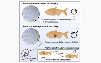 ANALYSIS OF SPECIES COMPOSITION, PROBLEMS OF IDENTIFICATION AND DISPERSAL  PATHWAYS OF INVASIVE SPECIES OF FISH IN VOLGA RIVER BASIN ФГБОУ ВО \"АГТУ\" -  Эдиторум - Editorum