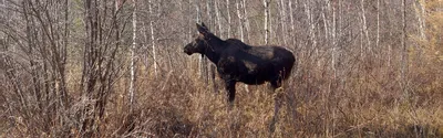 Залетные\" лоси появились в лесу на Ставрополье