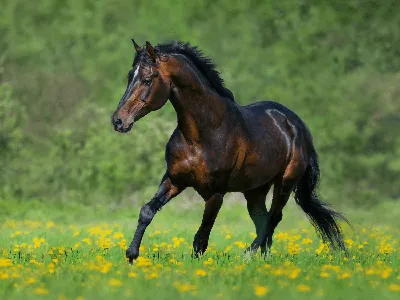 Чистокровная верховая лошадь или Английская чистокровная | Zawervet | Дзен