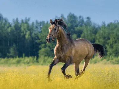 Конный завод «Восход» реализовал на аукционе лошадей английской породы на  2,5 млн рублей — Кубань Сегодня