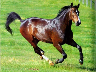 Ахалтекинские кони | Национальное