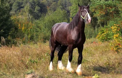Daily Horse - Шайр (Английский тяжеловоз) Лошади этой породы отличаются  высоким ростом (165-185 см в холке, иногда до 219).Считается самой высокой  лошадью в мире. Ведут свой род от боевых рыцарских коней, потомков