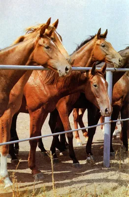 Лошадь английского жеребцу мужская с осленком отсутствие породы Стоковое  Фото - изображение насчитывающей ангстрома, движение: 197571292