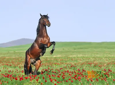 В Екатеринбурге продают породистую лошадь из Англии за 45 тысяч евро