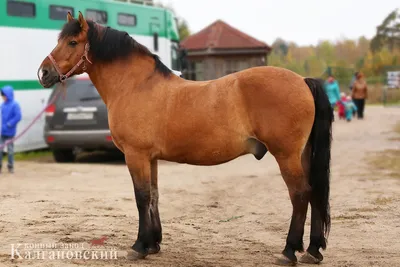 В Бурятии уроженка Брянска выкупила лошадь чистокровного орловского рысака,  которую хотели отправить на мясокомбинат