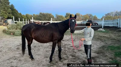 Конь за $130 млн или ТОП 10 самых дорогих лошадей мира