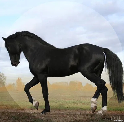 Кабардинские и англо-кабардинские лошади | KoniClub.pro