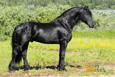 ГКНБ изъял породистых лошадей Камчы Кольбаева за полмиллиона долларов
