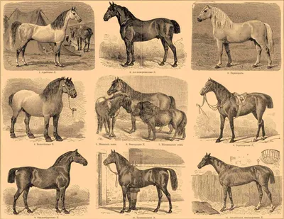 10 пород лошадей, о которых вы не знали» — создано в Шедевруме