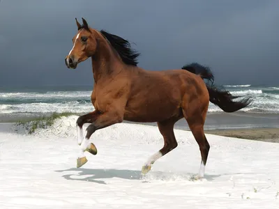 🌊морской конёк🐴 конь стоит в …» — создано в Шедевруме