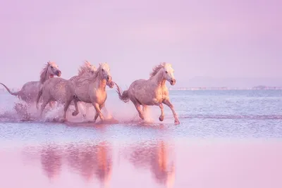 картинки : море, Лошадь, Млекопитающее, Жеребец, Грива, лошади,  Позвоночный, Кобыла, Стандартный, верховая езда, галопом, Рысак, Конь как  млекопитающее, Мустанг лошадь 5760x3840 - - 621436 - красивые картинки -  PxHere