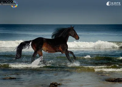 Фотообои Лошади в воде купить на стену • Эко Обои