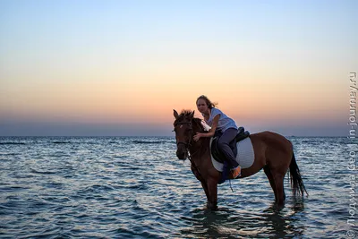 Дикая белая лошадь стоит на песчаной косе на берегу черного моря. | Премиум  Фото