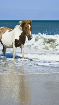 Бесплатные Лошади на море стоковые фотографии | FreeImages