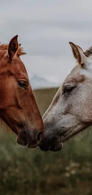 Любовь и лошади неразделимы