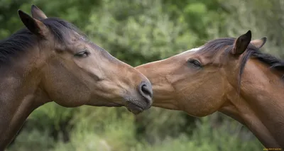 Лошади...❤ моя любовь🐎💕 photo: @sopinphotography | Instagram