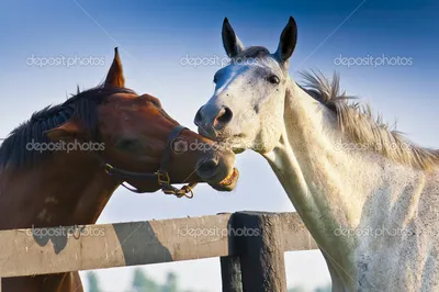 Две лошади - 79 фото