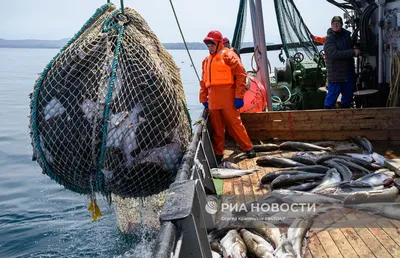 Ученые просят запретить лов рыбы в открытом море