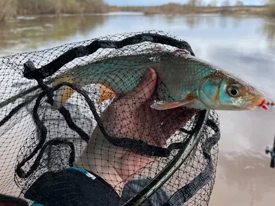 Любительская ловля рыбы в Каспийском море и спортивная рыбалка запрещены до  30 июня - АЗЕРТАДЖ