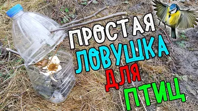 ПРОСТАЯ ЛОВУШКА НА ПТИЦ / Как поймать птицу на бутылку? - YouTube