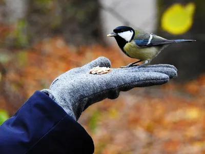 Ловушка для птиц.Bird trap.Птичеловка. в интернет-магазине на Ярмарке  Мастеров | Кормушки для птиц, Москва - доставка по России. Товар продан.