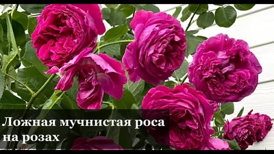 Песталоция розы (41 фото) - 41 фото