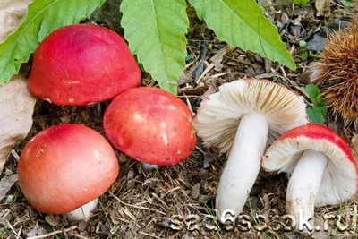 Сыроежка ломкая (Russula fragilis) фото и описание